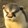 otterman avatar